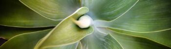 wat betekent de kleur olijfgroen